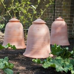 Terracotta Rhubarb Forcer -Ever Bloom Gardens pr2000017359 card4 lg