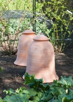 Terracotta Rhubarb Forcer -Ever Bloom Gardens pr2000017359 card5 lg