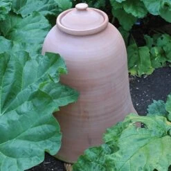 Terracotta Rhubarb Forcer -Ever Bloom Gardens pr2000017359 card6 lg