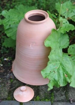 Terracotta Rhubarb Forcer -Ever Bloom Gardens pr2000017359 card7 lg