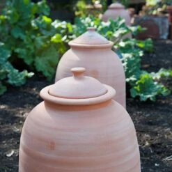 Terracotta Rhubarb Forcer -Ever Bloom Gardens pr2000017359 card8 lg