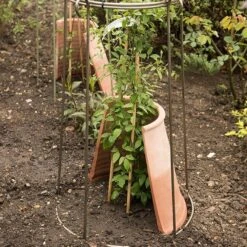 Clematis Root Protector -Ever Bloom Gardens pr2000020697 card5 lg