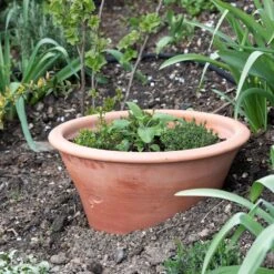 Terracotta Rimmed Grow Pot -Ever Bloom Gardens pr2000022763 card3 lg