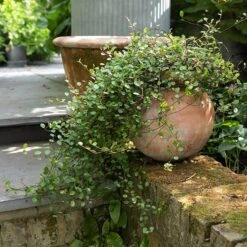 Terracotta Babylon Hanging Pot 12 Terracotta Babylon Hanging Pot -Ever Bloom Gardens pr2000023695 card3 lg