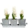 Galvanised Pots - Set Of 3 With Tray 1 Galvanised Pots - Set Of 3 With Tray -Ever Bloom Gardens pr2000026339