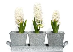 Galvanised Pots - Set Of 3 With Tray -Ever Bloom Gardens pr2000026339 card3 lg