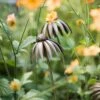 Echinacea Plant Stake - Antique Bronze -Ever Bloom Gardens pr2000026357
