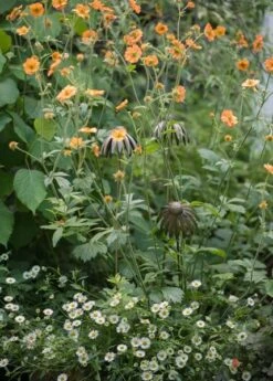Echinacea Plant Stake - Antique Bronze -Ever Bloom Gardens pr2000026357 card5 lg
