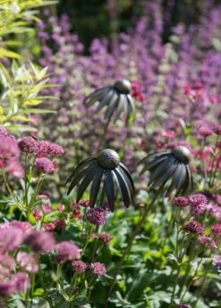 Echinacea Plant Stake - Antique Bronze -Ever Bloom Gardens pr2000026357 card7 lg