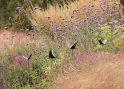 Silhouette Flying Bird 13 Silhouette Flying Bird -Ever Bloom Gardens pr2000026361 card6 lg