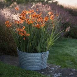 Ribbed Galvanised Tub -Ever Bloom Gardens pr2000027854 card3 lg