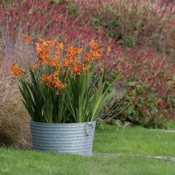 Ribbed Galvanised Tub -Ever Bloom Gardens pr2000027854 card4 lg
