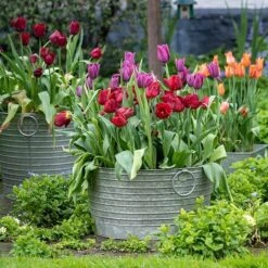 Ribbed Galvanised Tub -Ever Bloom Gardens pr2000027854 card5 lg