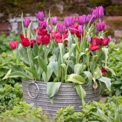Ribbed Galvanised Tub -Ever Bloom Gardens pr2000027854 card6 lg