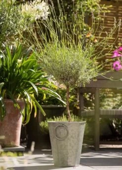 Faceted Galvanised Planter -Ever Bloom Gardens pr2000027856 card10 lg