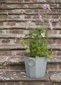 Faceted Galvanised Planter -Ever Bloom Gardens pr2000027856 card3 lg