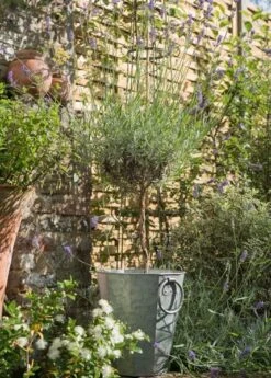 Faceted Galvanised Planter -Ever Bloom Gardens pr2000027856 card7 lg