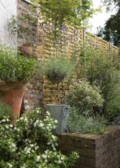 Faceted Galvanised Planter -Ever Bloom Gardens pr2000027856 card9 lg