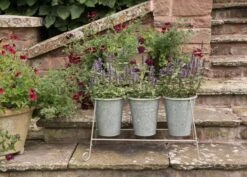 Three Galvanised Pots And Stand -Ever Bloom Gardens pr2000027863 card5 lg