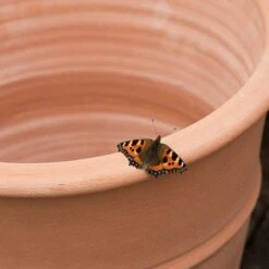 Monachou Fardipati Terracotta Pot -Ever Bloom Gardens pr2000028348 card3 lg