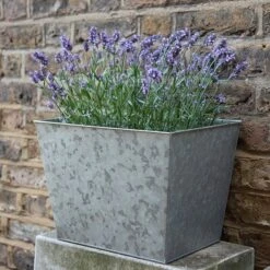 Galvanised Planter -Ever Bloom Gardens pr2000028358 card4 lg