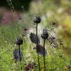 Poppy Seed Head Stake - Small Seed Head -Ever Bloom Gardens pr2000028379