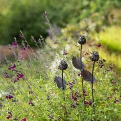 Poppy Seed Head Stake - Small Seed Head -Ever Bloom Gardens pr2000028379 card4 lg