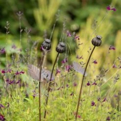 Poppy Seed Head Stake - Small Seed Head -Ever Bloom Gardens pr2000028379 card5 lg