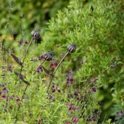 Poppy Seed Head Stake - Small Seed Head -Ever Bloom Gardens pr2000028379 card6 lg