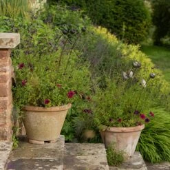 Poppy Seed Head Stake - Small Seed Head -Ever Bloom Gardens pr2000028379 card8 lg