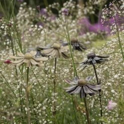 Helenium Flower Stake -Ever Bloom Gardens pr2000028383 card3 lg