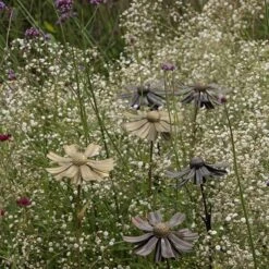 Helenium Flower Stake -Ever Bloom Gardens pr2000028383 card5 lg