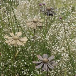 Helenium Flower Stake -Ever Bloom Gardens pr2000028383 card6 lg
