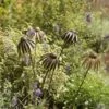 Echinacea Plant Stake - Antique Brass -Ever Bloom Gardens pr2000028406