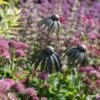 Echinacea Plant Stake - Antique Pewter -Ever Bloom Gardens pr2000028412