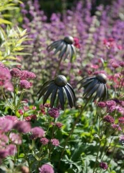 Echinacea Plant Stake - Antique Pewter 8 Echinacea Plant Stake - Antique Pewter -Ever Bloom Gardens pr2000028412 card3 lg