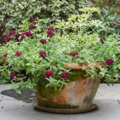 Brass Tray -Ever Bloom Gardens pr2000028422 card6 lg