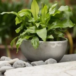 Rough Cast Aluminium Bowl -Ever Bloom Gardens pr2000028424 card10 lg