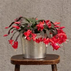 Hand Etched Aluminium Planter -Ever Bloom Gardens pr2000028556 card10 lg