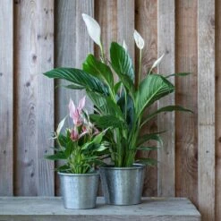 Hand Etched Aluminium Planter -Ever Bloom Gardens pr2000028556 card3 lg