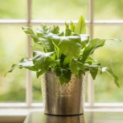 Hand Etched Aluminium Planter -Ever Bloom Gardens pr2000028556 card8 lg