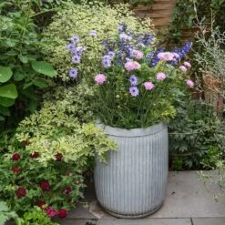 Zinc Dolly Tub Planter -Ever Bloom Gardens pr2000028721 card3 lg