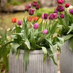 Zinc Dolly Tub Planter -Ever Bloom Gardens pr2000028721 card7 lg