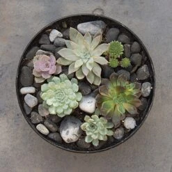 Rough Cast Aluminium Bowl - Charcoal Black -Ever Bloom Gardens pr2000028887 card6 lg