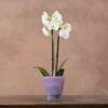 Recycled Glass Flared Orchid Pot - Violet -Ever Bloom Gardens pr2000031300