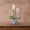 Recycled Glass Flared Orchid Pot - Charcoal -Ever Bloom Gardens pr2000031301