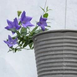 Hanging Aged Ribbed Planter 12 Hanging Aged Ribbed Planter -Ever Bloom Gardens pr2000031414 card3 lg