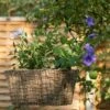 Rectangular Net Hanging Basket -Ever Bloom Gardens pr2000031461