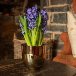 Polished Brass Pot Cover -Ever Bloom Gardens pr2000031483 card3 lg