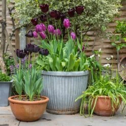 Zinc Dolly Pot 13 Zinc Dolly Pot -Ever Bloom Gardens pr2000031492 card5 lg